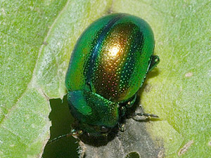 COLEOTTERI NEL FORUM - Chrysomelidae: Gen. Chrysolina